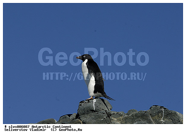 ����������, �������, �����, ������� �����, Pygoscelis adeliae,�����������, ��������, Spheniscidae, XYZ