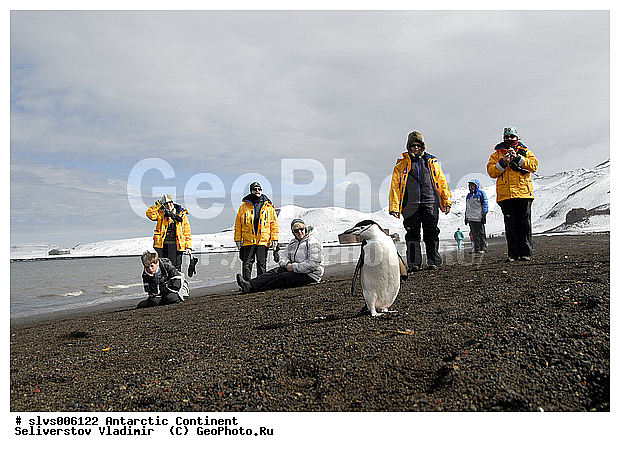 ����������, �������, �����, �������������� �������, Pygoscelis antarctica, �����������, ��������, Spheniscidae, XYZ