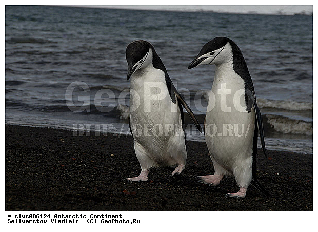 ����������, ������, ����, ����, �������, �����, ���������, �������������� �������, Pygoscelis antarctica, �����������, ��������, Spheniscidae, XYZ