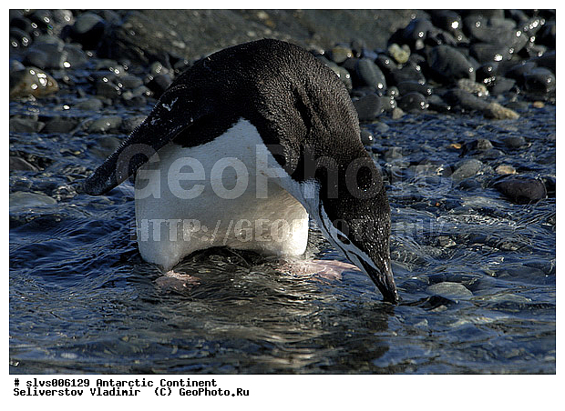 ����������, �������, �����, �������������� �������, Pygoscelis antarctica, �����������, ��������, Spheniscidae, XYZ
