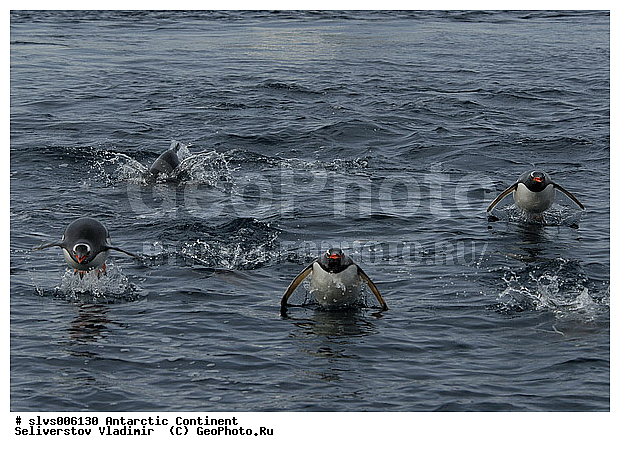 ����������, �������, �����, ����������������� �������, ���������� �������, Pygoscelis papua,�����������, ��������, Spheniscidae, XYZ