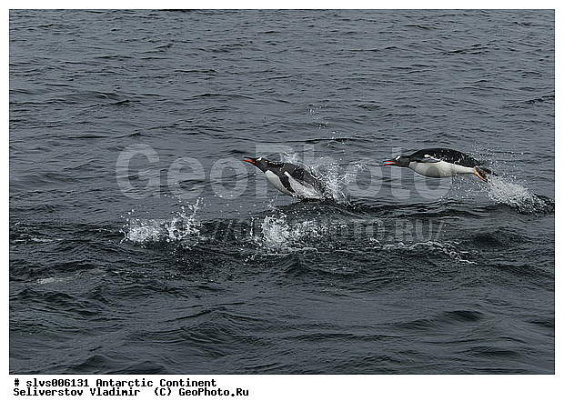 ����������, ������, ����, ����, �������, �����, ���������, ����������������� �������, ���������� �������, Pygoscelis papua,�����������, ��������, Spheniscidae, XYZ