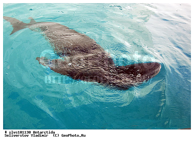 ����������, ������� �������������, �������������, �������������, �����, �����, ��������� ������, Phocidae, XYZ, ������� �������, Hydrurga leptonyx