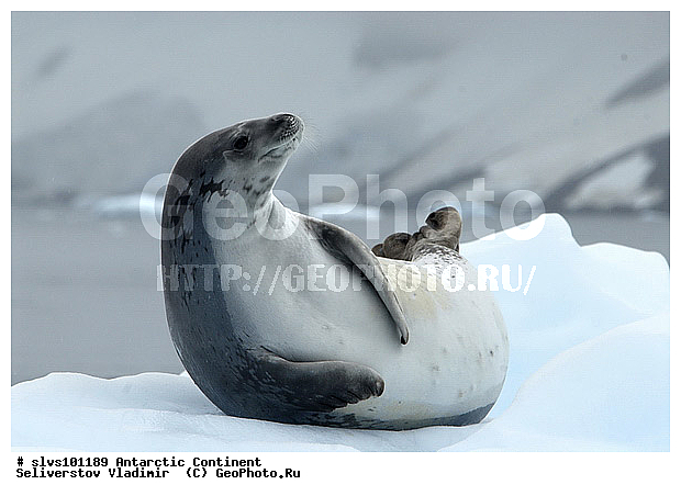 ����������, ������� �������������, �������������, �������������, �����, �����, ��������� ������, Phocidae, XYZ, ������-�������, �������, �������������� ������, Lobodon carcinophagus, Lobodon carcinophaga
