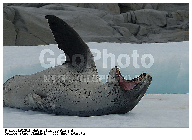 ����������, ������� �������������, �������������, �������������, �����, �����, ��������� ������, Phocidae, XYZ, ������� �������, Hydrurga leptonyx