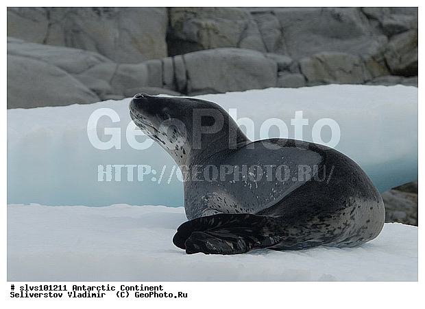 ����������, ������� �������������, �������������, �������������, �����, �����, ��������� ������, Phocidae, XYZ, ������� �������, Hydrurga leptonyx