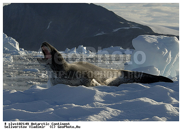 ����������, ������� �������������, �������������, ������� �������������, ������� �������������, ������� �����, XYZ, ��������� ������, Phocidae, ������� �������, Hydrurga leptonyx