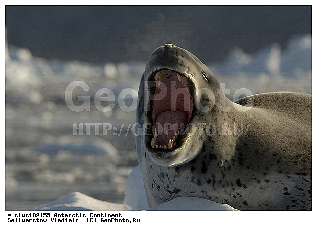 ����������, ������� �������������, �������������, ������� �������������, ������� �������������, ������� �����, XYZ, ��������� ������, Phocidae, ������� �������, Hydrurga leptonyx