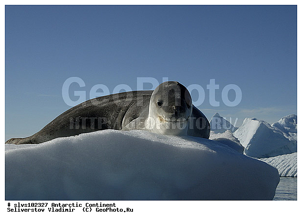 ����������, ������� �������������, �������������, ������� �������������, ������� �������������, ������� �����, XYZ, ��������� ������, Phocidae, ������� �������, Hydrurga leptonyx