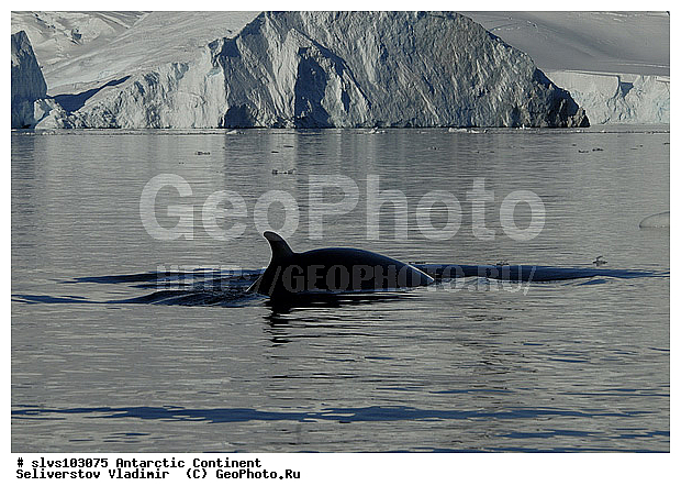 ����������, ������� �������������, �������������