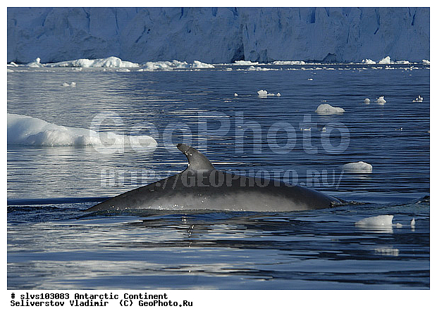 ����������, ������� �������������, �������������