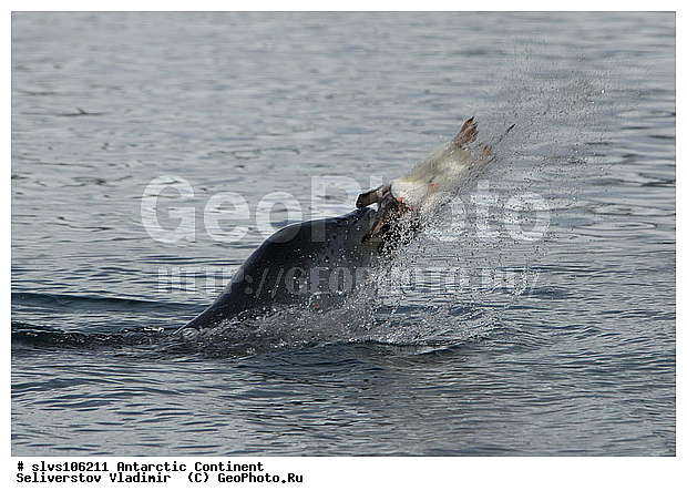 ����������, ������� �������������, �������������, �������������, �����, �����, ��������� ������, Phocidae, XYZ, ������� �������, Hydrurga leptonyx