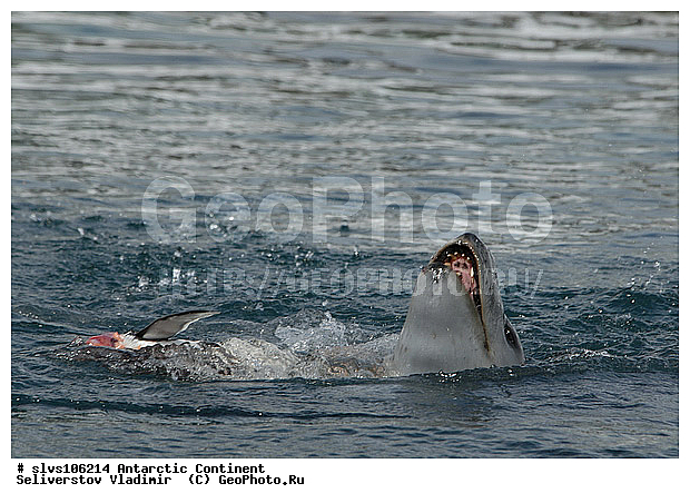 ����������, ������� �������������, �������������, �������������, �����, �����, ��������� ������, Phocidae, XYZ, ������� �������, Hydrurga leptonyx