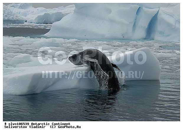 ����������, ������� �������������, �������������, �������������, �����, �����, ��������� ������, Phocidae, XYZ, ������� �������, Hydrurga leptonyx