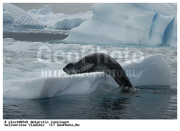 ����������, ������� �������������, �������������, �������������, �����, �����, ��������� ������, Phocidae, XYZ, ������� �������, Hydrurga leptonyx