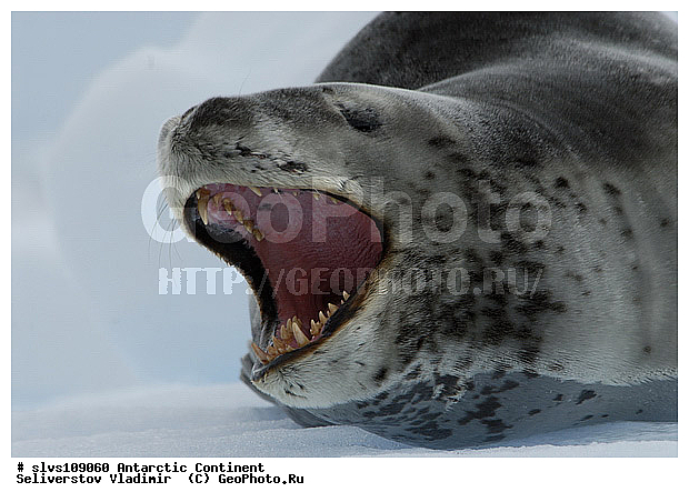 ����������, ������� �������������, �������������, ������� �������������, ������� �������������, ������� �����, XYZ, ��������� ������, Phocidae, ������� �������, Hydrurga leptonyx