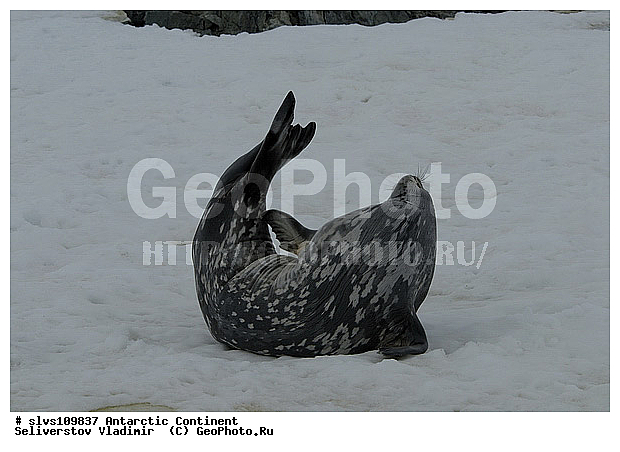����������, ������� �������������, �������������, ������� �������������, ������� �������������, ������� �����, XYZ, ��������� ������, Phocidae, ������ ��������, Leptonychotes weddellii