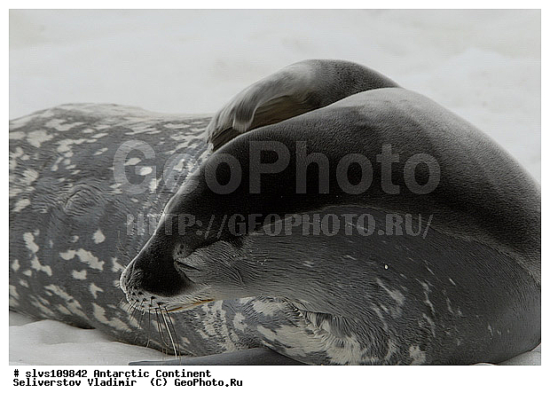 ����������, ������� �������������, �������������, ������� �������������, ������� �������������, ������� �����, XYZ, ��������� ������, Phocidae, ������ ��������, Leptonychotes weddellii