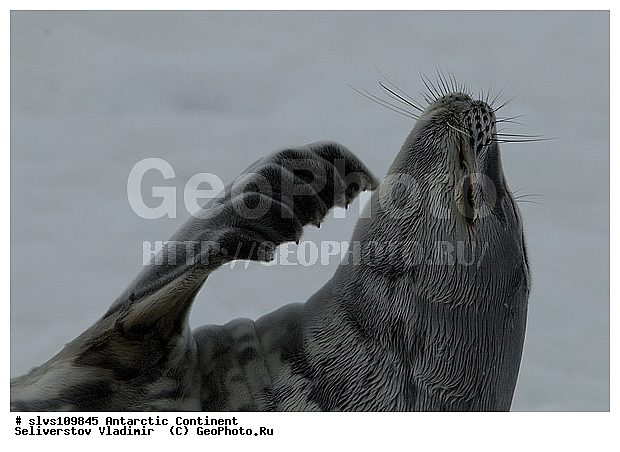 ����������, ������� �������������, �������������, ������� �������������, ������� �������������, ������� �����, XYZ, ��������� ������, Phocidae, ������ ��������, Leptonychotes weddellii