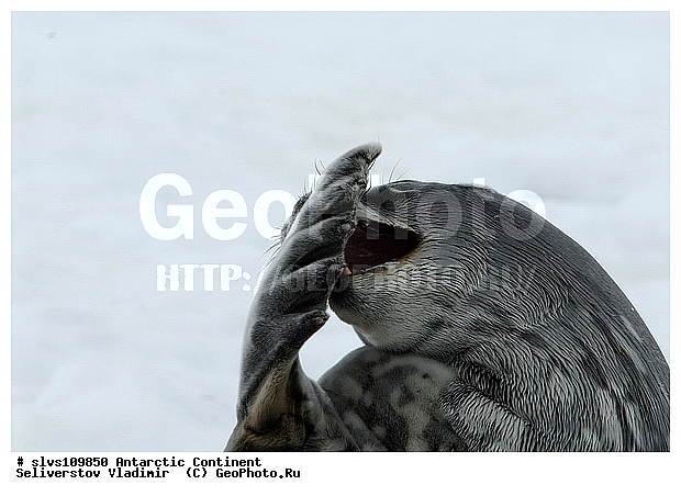 ����������, ������� �������������, �������������, ������� �������������, ������� �������������, ������� �����, XYZ, ��������� ������, Phocidae, ������ ��������, Leptonychotes weddellii