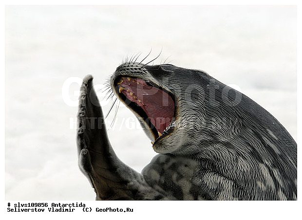 ����������, ������� �������������, �������������, ������� �������������, ������� �������������, ������� �����, XYZ, ��������� ������, Phocidae, ������ ��������, Leptonychotes weddellii