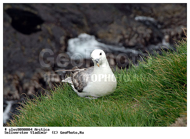 �������, ����� ������ ������, �������, ����, ���, ������, ����, �����, ������, �����, ������� �����, ������� �����, �����, XYZ, ����� ������-������, ����� ������ ������, ���������������, Procellariidae, ������, Fulmarus glacialis