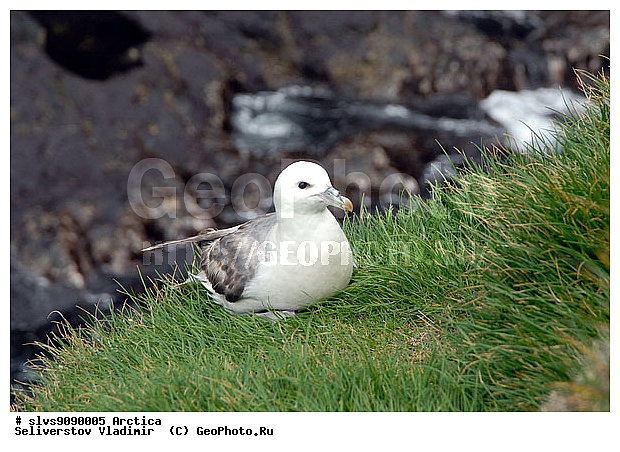 �������, ����� ������ ������, �������, ����, ���, ������, ����, �����, ������, �����, ������� �����, ������� �����, �����, XYZ, ����� ������-������, ����� ������ ������, ���������������, Procellariidae, ������, Fulmarus glacialis