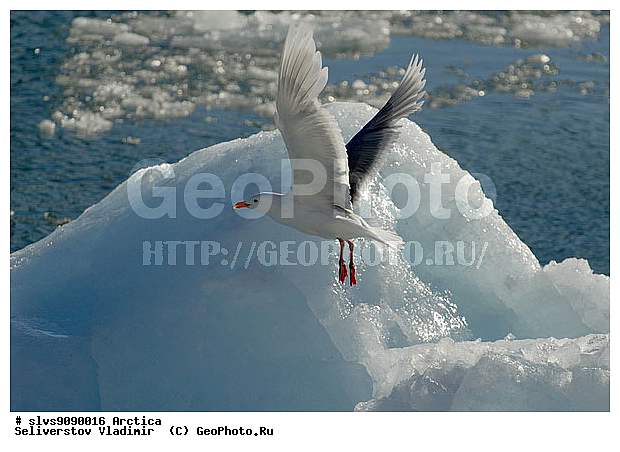 �������, ����� ������ ������, �������, ����, ���, ������, ����, �����, ������, �����, ������� �����, ������� �����, �����, XYZ, ����� ������-������, ����� ������ ������, ��������, Laridae, ����������, Larus hyperboreus