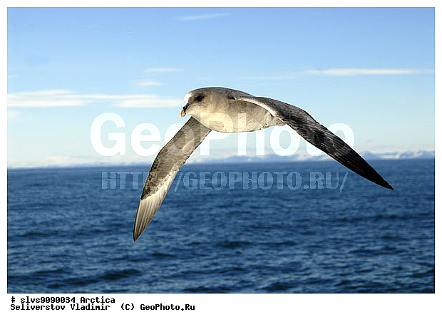 �������, ����� ������ ������, �������, ����, ���, ������, ����, �����, ������, �����, ������� �����, ������� �����, �����, XYZ, ����� ������-������, ����� ������ ������, ���������������, Procellariidae, ������, Fulmarus glacialis