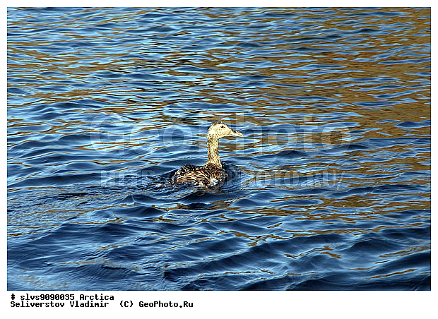 �������, ����� ������ ������, �������, ����, ���, ������, ����, �����, ������, �����, �����������������, ������������� �����, XYZ, ����� ������-������, ����� ������ ������, ������, Anatidae, ����, Somateria mollissima