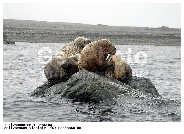 �������, ����, ���, ������, ����, ����, �����, �� �����, �����, ������, �����, ������� �������������, ������� �������������, ������� �����, XYZ, ��������, Odobenidae, ����, Odobenus rosmarus, ������� �������������, ������� �������������, ������� �����, XYZ, ��������, Odobenidae, ����, Odobenus rosmarus