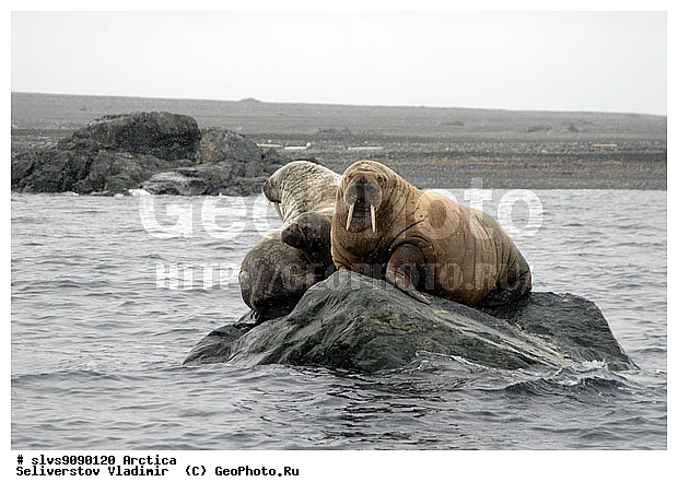 �������, ����, ���, ������, ����, ����, �����, �� �����, �����, ������, �����, ������� �������������, ������� �������������, ������� �����, XYZ, ��������, Odobenidae, ����, Odobenus rosmarus, ������� �������������, ������� �������������, ������� �����, XYZ, ��������, Odobenidae, ����, Odobenus rosmarus