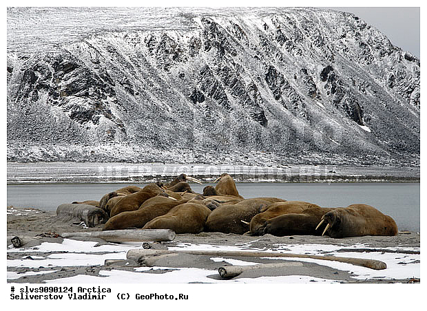 �������, ����, ���, �������, ������, ����, ����, �����, �����, ������, �����, ������� �������������, ������� �������������, ������� �����, XYZ, ��������, Odobenidae, ����, Odobenus rosmarus, ������� �������������, ������� �������������, ������� �����, XYZ, ��������, Odobenidae, ����, Odobenus rosmarus