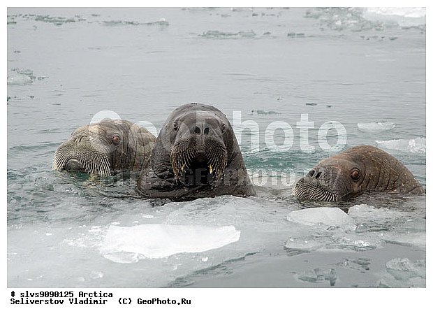 �������, ����, ���, ������, ����, ����, �����, �����, ������, ������� �������������, ������� �������������, ������� �����, XYZ, ��������, Odobenidae, ����, Odobenus rosmarus, ������� �������������, ������� �������������, ������� �����, XYZ, ��������, Odobenidae, ����, Odobenus rosmarus