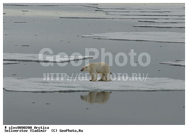 Thalarctos maritimus, �������, ����� �������, ����, ���, ������, �������, ����, �����, ������, �������������, �����, �����, XYZ, ��������, Ursidae, ����� �������, �������� �������, �������� �������, ������� �������, �����, Ursus maritimus