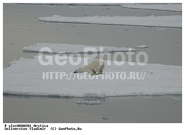 Thalarctos maritimus, �������, ����� �������, ����, ���, ������, �������, ����, �����, ������, �������������, �����, �����, XYZ, ��������, Ursidae, ����� �������, �������� �������, �������� �������, ������� �������, �����, Ursus maritimus