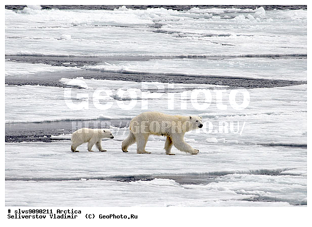 Thalarctos maritimus, �������, ����� �������, ����, ���, ������, �������, ����, �����, ������, �������������, �����, �����, XYZ, ��������, Ursidae, ����� �������, �������� �������, �������� �������, ������� �������, �����, Ursus maritimus