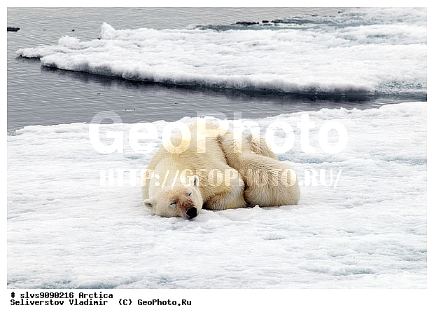 Thalarctos maritimus, �������, ����� �������, ����, ���, ������, �������, ����, �����, ������, �������������, �����, �����, XYZ, ��������, Ursidae, ����� �������, �������� �������, �������� �������, ������� �������, �����, Ursus maritimus