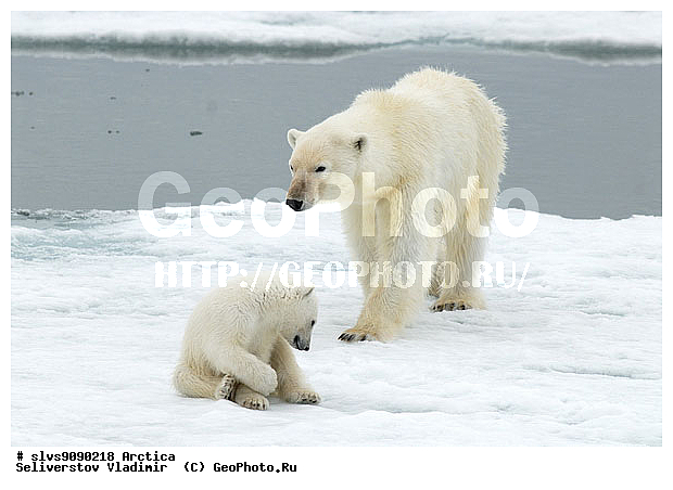 Thalarctos maritimus, �������, ����� �������, ����, ���, ������, �������, ����, �����, ������, �������������, �����, �����, XYZ, ��������, Ursidae, ����� �������, �������� �������, �������� �������, ������� �������, �����, Ursus maritimus