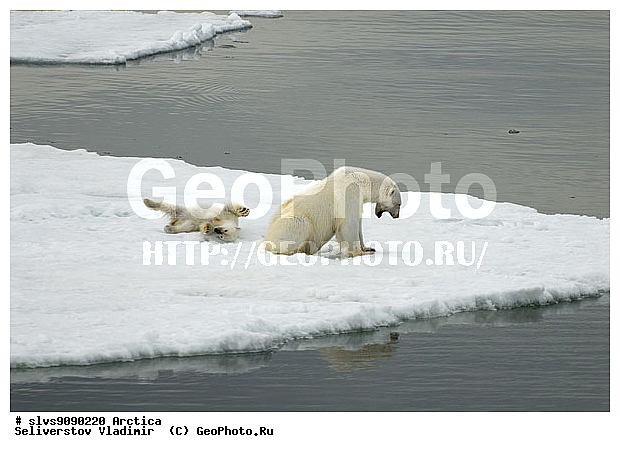 Thalarctos maritimus, �������, ����� �������, ����, ���, ������, �������, ����, �����, ������, �������������, �����, �����, XYZ, ��������, Ursidae, ����� �������, �������� �������, �������� �������, ������� �������, �����, Ursus maritimus