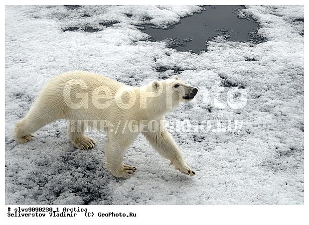 Thalarctos maritimus, �������, ����� �������, ����, ���, ������, �������, ����, �����, ������, �������������, �����, �����, XYZ, ��������, Ursidae, ����� �������, �������� �������, �������� �������, ������� �������, �����, Ursus maritimus