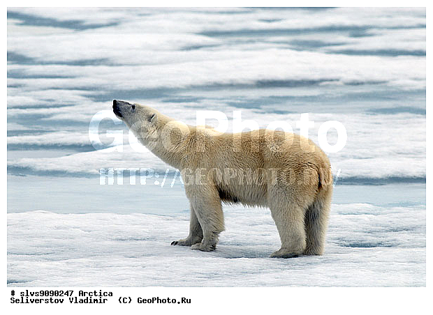 Thalarctos maritimus, �������, ����� �������, ����, ���, ������, �������, ����, �����, ������, �������������, �����, �����, XYZ, ��������, Ursidae, ����� �������, �������� �������, �������� �������, ������� �������, �����, Ursus maritimus