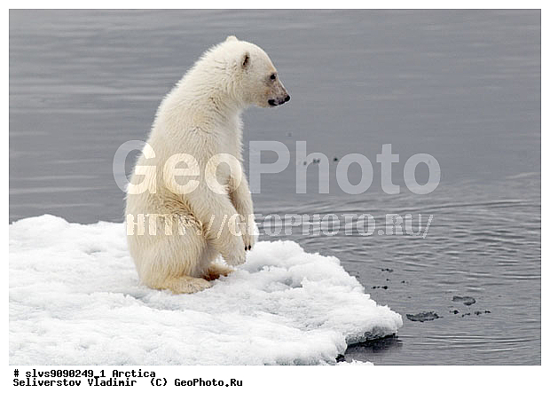 Thalarctos maritimus, �������, ����� �������, ����, ���, ������, �������, ����, �����, ������, �������������, �����, �����, XYZ, ��������, Ursidae, ����� �������, �������� �������, �������� �������, ������� �������, �����, Ursus maritimus