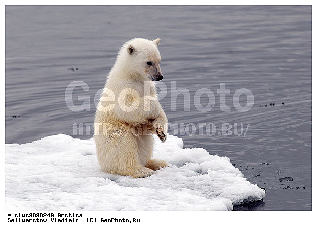 Thalarctos maritimus, �������, ����� �������, ����, ���, ������, �������, ����, �����, ������, �������������, �����, �����, XYZ, ��������, Ursidae, ����� �������, �������� �������, �������� �������, ������� �������, �����, Ursus maritimus
