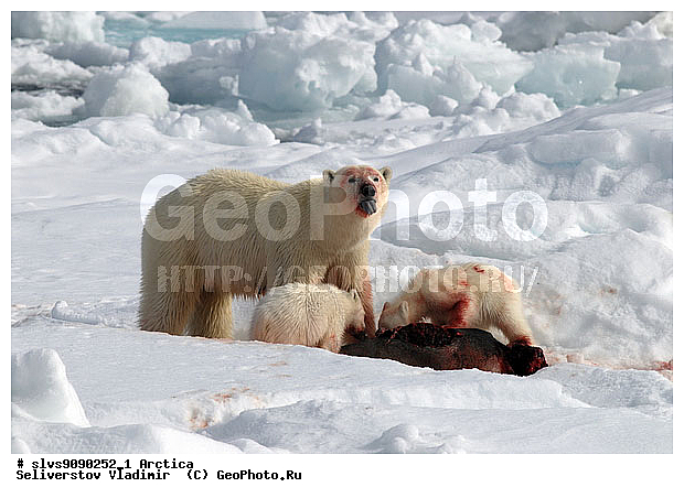 Thalarctos maritimus, �������, ����� �������, ����, ���, ������, �������, ����, �����, ������, �������������, �����, �����, XYZ, ��������, Ursidae, ����� �������, �������� �������, �������� �������, ������� �������, �����, Ursus maritimus