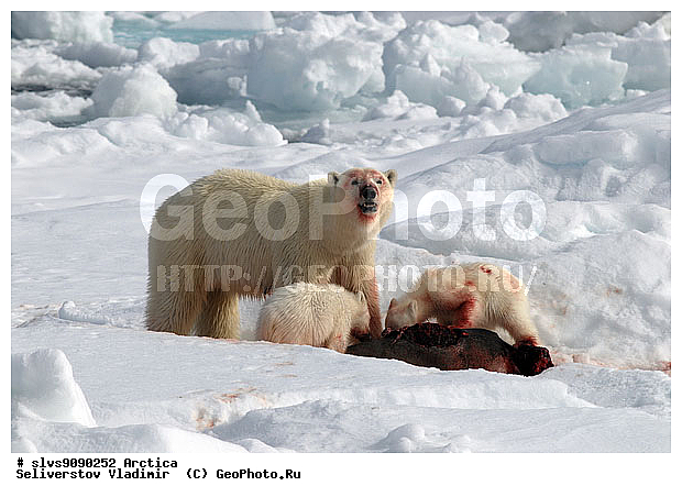 Thalarctos maritimus, �������, ����� �������, ����, ���, ������, �������, ����, �����, ������, �������������, �����, �����, XYZ, ��������, Ursidae, ����� �������, �������� �������, �������� �������, ������� �������, �����, Ursus maritimus