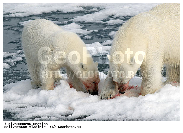 Thalarctos maritimus, �������, ����� �������, ����, ���, ������, �������, ����, �����, ������, �������������, �����, �����, XYZ, ��������, Ursidae, ����� �������, �������� �������, �������� �������, ������� �������, �����, Ursus maritimus