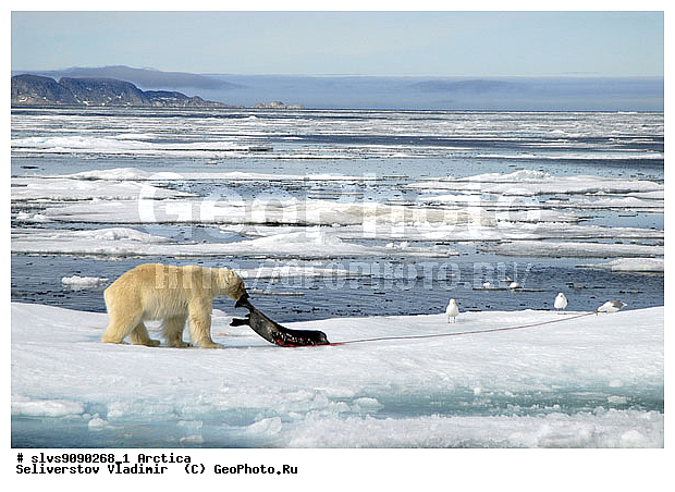 Thalarctos maritimus, �������, ����� �������, ����, ���, ������, �������, ����, �����, ������, �������������, �����, �����, XYZ, ��������, Ursidae, ����� �������, �������� �������, �������� �������, ������� �������, �����, Ursus maritimus