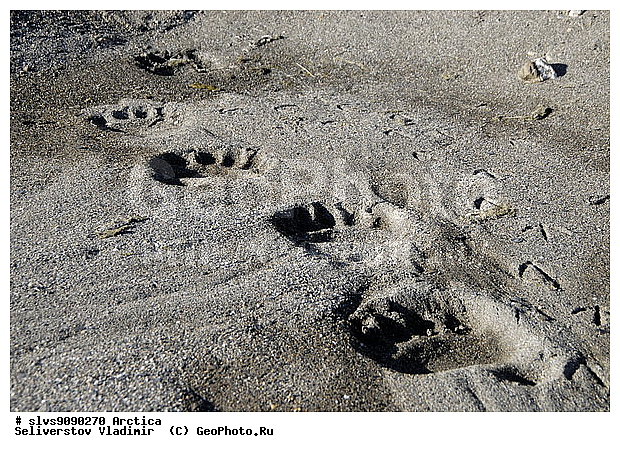 Thalarctos maritimus, �������, ����� �������, ����, ���, ������, �������, ����, �����, ������, �������������, �����, �����, XYZ, ��������, Ursidae, ����� �������, �������� �������, �������� �������, ������� �������, �����, Ursus maritimus