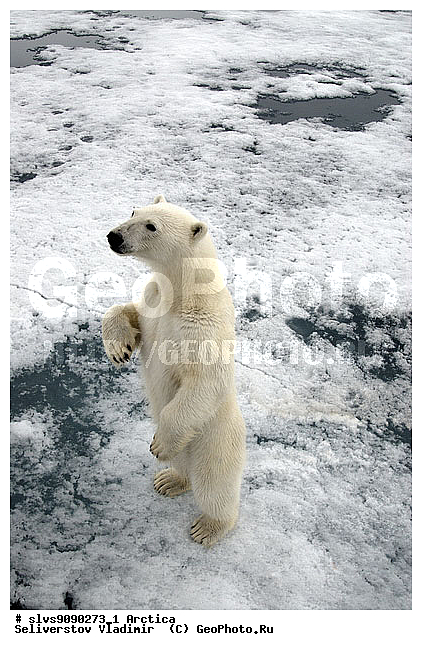 Thalarctos maritimus, �������, ����� �������, ����, ���, ������, �������, ����, �����, ������, �������������, �����, �����, XYZ, ��������, Ursidae, ����� �������, �������� �������, �������� �������, ������� �������, �����, Ursus maritimus